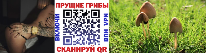 Псилоцибиновые грибы Psilocybe  Скопин 